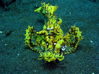 Scorpionfish