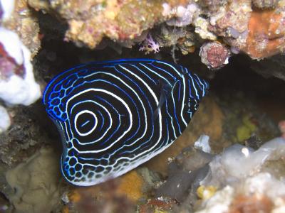 Juvenile Emporer Angelfish