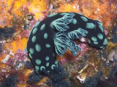 Nudibranc