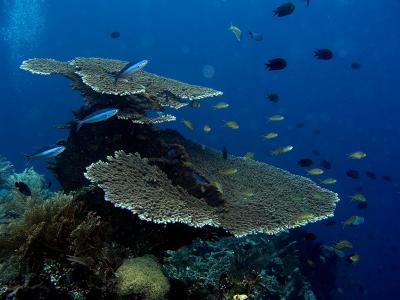 Plate Coral