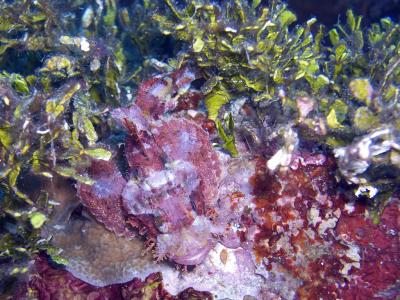 Scorpionfish