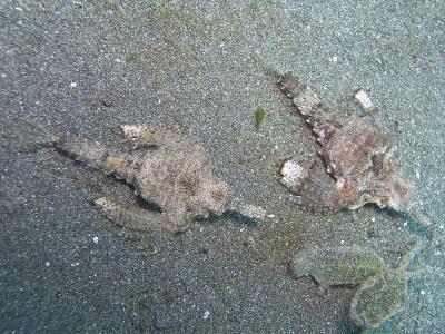 Sea Moth