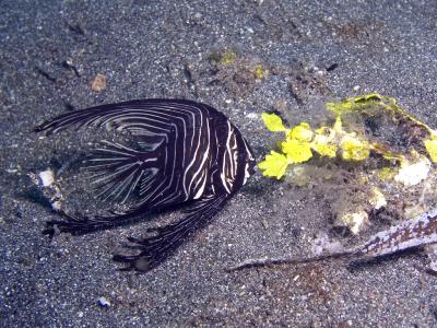 LBFish