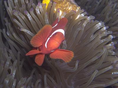 Clownfish