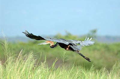 u44/jola13/medium/33633548.PurpleHeron.jpg