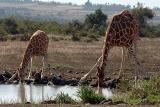 Drinking Giraffe