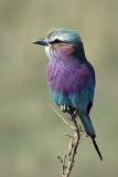 Lilacbreasted Roller