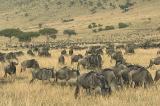 WildeBeest