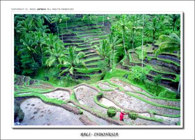 Rice Paddies Terrace - Tegalalang