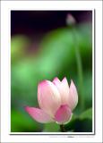 lotus 002.jpg