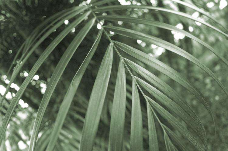 May 9 - palm