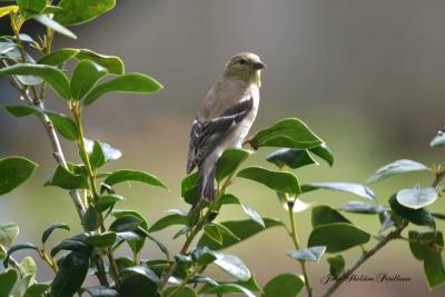 American Goldfinch (Carduelis tristis)