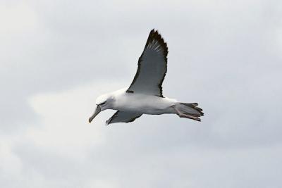 Salvin's (Shy) Albatross