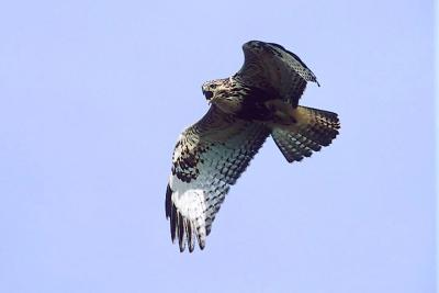 Probable Harlan's x Rough-legged Hawk, hybrid, juv. (#4 of 4)