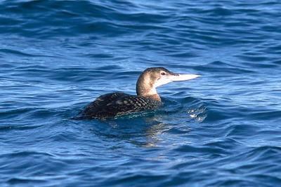 Yellow-billed Loon, basic adult