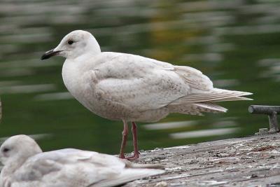 Glaucous-winged Gull, bleached 1st cycle