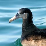 Black-footed Albatross