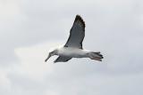 Salvins (Shy) Albatross