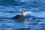 Yellow-billed Loon, basic adult