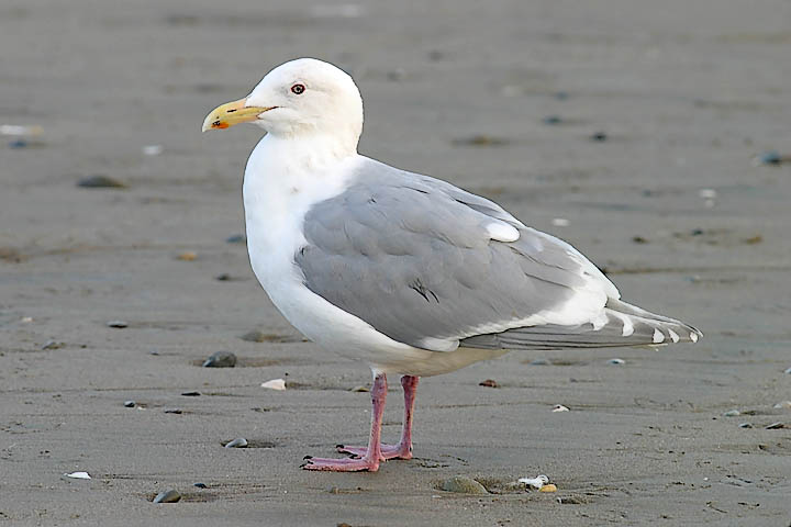  Glaucous-winged Gull, basic adult