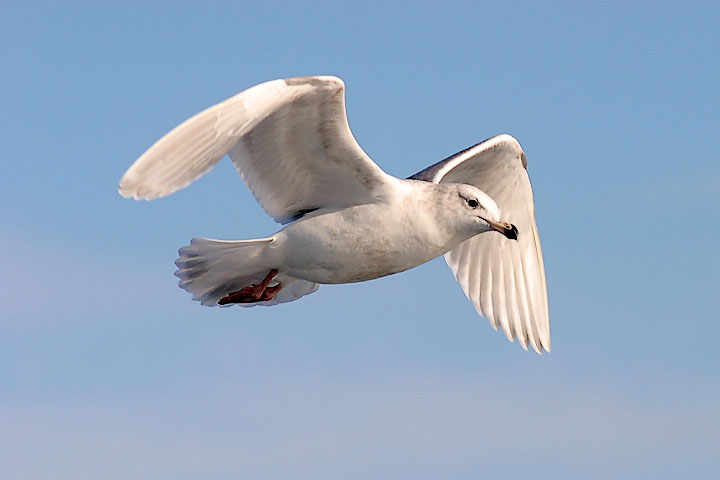 Glaucous-winged Gull, 2nd or 3rd cycle