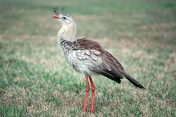 Red-legged Seriama