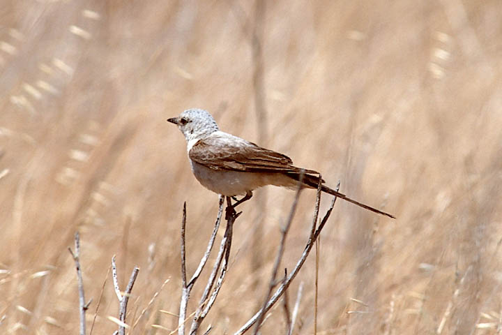 Scissor-tailed Flycatcher, ASY