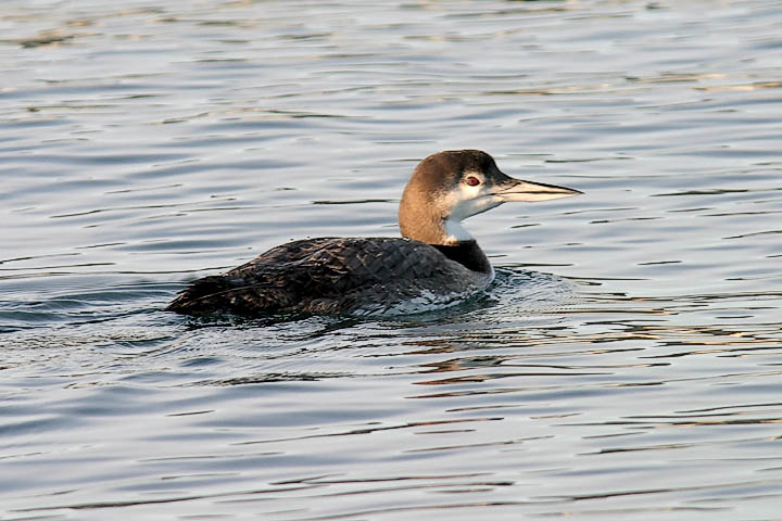 Common Loon, basic adult
