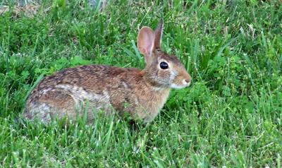 Wild Rabbit