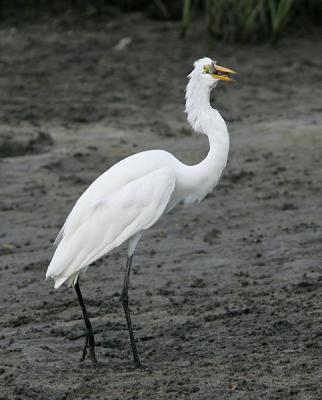 Great Egret Swallowing a Shrimp