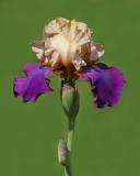 Bearded Iris 2004