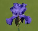 Bearded Iris