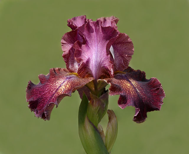 Bearded Iris (hybrid)