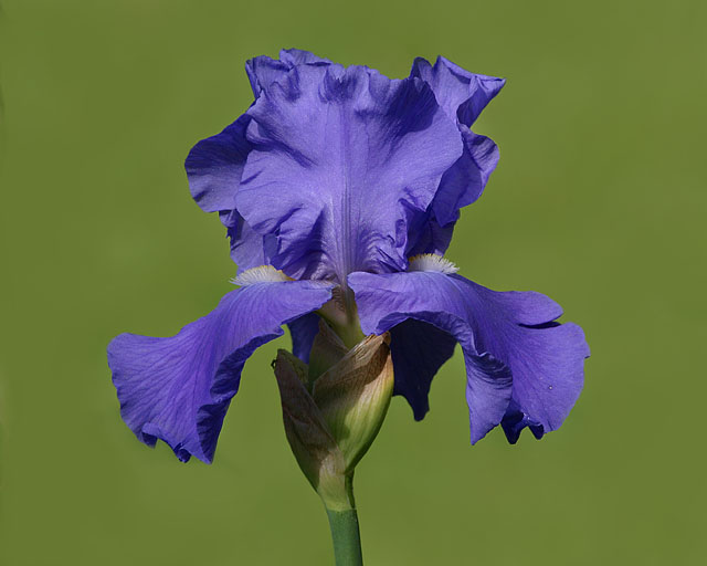 Bearded Iris
