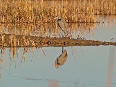 Alone in the Marsh