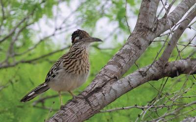 Roadrunner-on-Limb