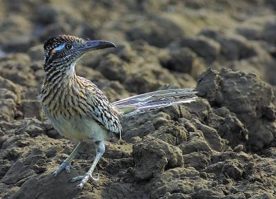 Roadrunner-At-Tank