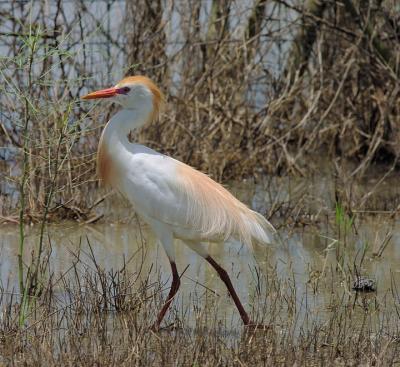 Cattle-Egret