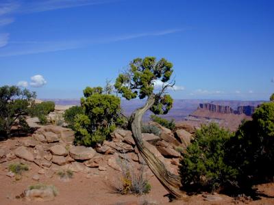 Desert Tree