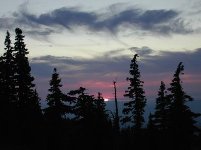 Through the Trees