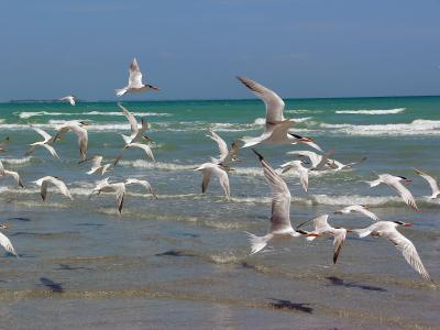 Royal Terns