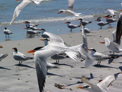 Royal Terns