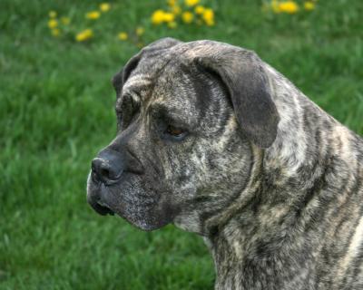 Brutus