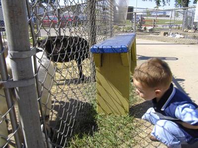 Zach's first time at petting zoo