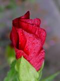 DSC03757.JPG