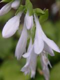 DSC04187.JPG