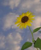 Dsc04175-1.jpg