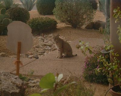arizona_bobcat.jpg