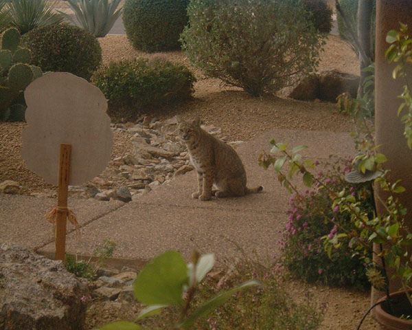 arizona_bobcat.jpg