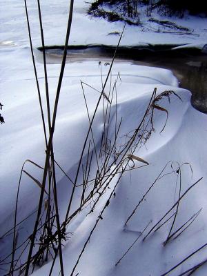 Reed in snow